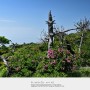 [한라산 오르기, 여섯 번째] 영실 구간, 구상나무 군락, 선작지왓, 산철쭉, 한국 명승