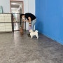 대전 강아지훈련 추천 리드독 반려견교육센터