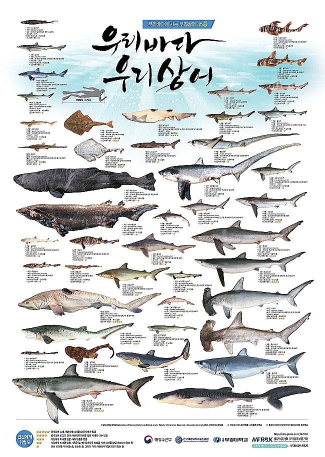 《우리나라에 서식하는 상어의 종류 47종》 : 네이버 블로그