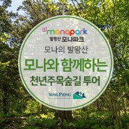 [용평리조트 발왕산] 모나와 함께하는 천년주목숲길 투어