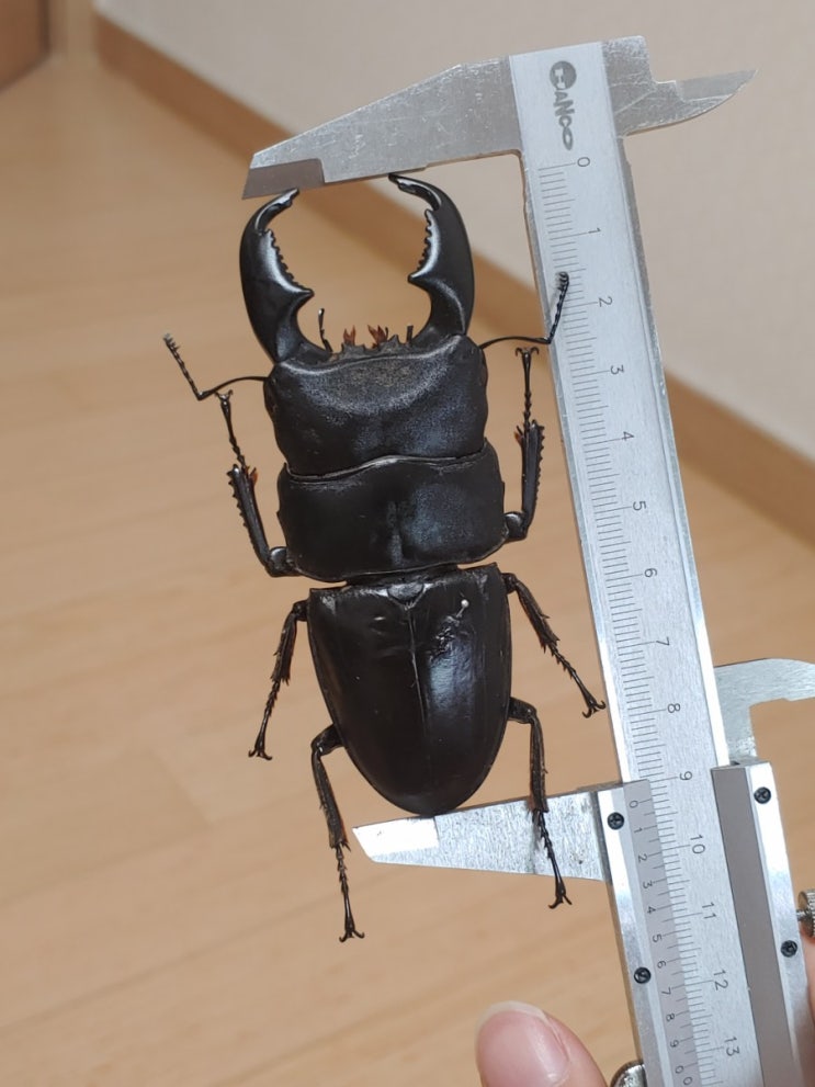 Dorcus titanus nobuyukii : 네이버 블로그