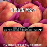 [달빛복숭아] 세종_조치원 반물렁/달달 복숭아 판매합니다.