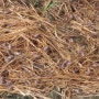 월학 개구리농장 7월초순 개구리 양식 모습.(개구리즙,진액,엑기스 전문농장)