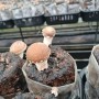표고버섯 재배-표고버섯효능: 3주기 버섯발생시작