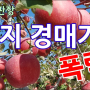 조생종 사과 출하, 후지 경매가격 폭락! 안동농협공판장 사과 경매가 분석