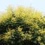 노란색 꽃이 무리지어 피어 멋진 풍경을 연출하는 모감주나무