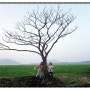 제주의 인기 사진명소 : 새별오름 나홀로나무