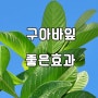 구아바잎 효능 알고먹으니까 더 건강한 느낌