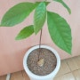 2개월된 아보카도 나무