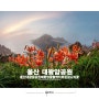 울산 사진 명소 대왕암공원 참나리꽃