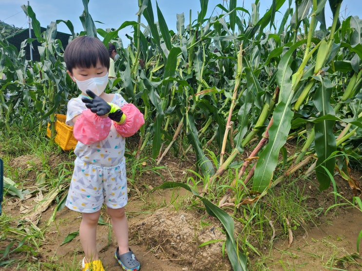 김해 소민농장, 즐거운 옥수수체험!
