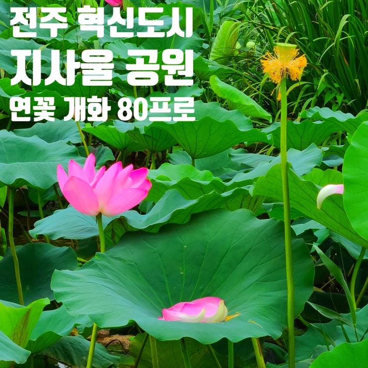 〔전북 전주〕전주 혁신도시 지사울공원 연꽃 실시간...