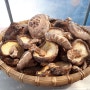 참나무 원목 표고버섯 국물내기 육수용 판매