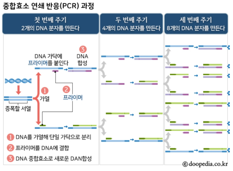PCR : 중합 효소 연쇄 반응(Polymerase Chain Reaction) : 네이버 블로그