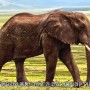 맹인들의 코끼리 연구방법 : 깨달음