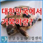 한국 거북이? 대한민국에서 거북이란?