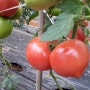 친환경 무농약으로 재배한 적토마토