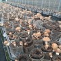표고버섯재배-표고버섯효능: 표고버섯 본발생 2차 마무리, 3차 발생시작!