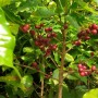 담양커피농장 커피나무 커피열매 수제커피 체험