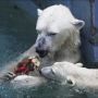 오사카여행코스 텐노지동물원(天王寺動物園) 북극곰 잽싸네