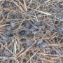 개구리즙의 주재료 북방산(토종)개구리 양식. 월학개구리농장