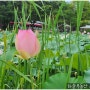 남양주 봉선사 연꽃의 아름다움