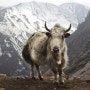 혹독한 티베트의 겨울, 사람도 우는토끼도 ‘야크 똥’으로 버틴다