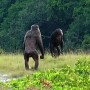 고릴라 잡아먹는 침팬지 무리 포착..동족상잔의 원인은 기후변화?