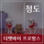 [청도여행] 대구 근교 애견카페, 예쁜 포토존이 있는 청도 더펫바이 프로방스 추천! 넓은 운동장과 강아지 수영장 있는 애견동반 카페