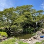 길을 헤매다 우연히 발견한 곳 300여년의 역사를 자랑하는 오래된 연못 제주 돔배물 여름비