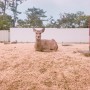 예전에 여행갔었던 일본 오사카![도톤보리, 나라 사슴공원, 우메다 공중정원]
