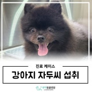 향남동물병원 '강아지 자두씨 섭취 케이스 / 구토 유도'