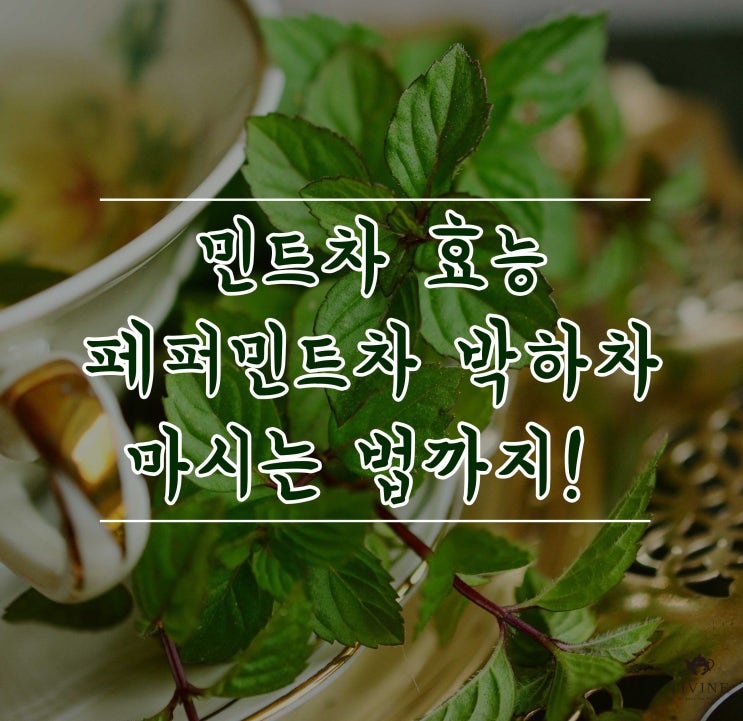페퍼민트차 박하차 효능 먹는 법, 부작용까지 알아봐요! : 네이버 블로그