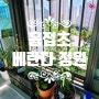 베란다정원 - 홍접초가 꽃을 피웠습니다 ^^
