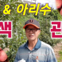 홍로, 아리수 착색 및 수확전 관리 요령 8가지 + 수확시 유의사항ㅣ중생종 사과