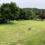 인천 석모도 여행)강아지들이 뛰어놀수 있는 잔디가 있는 애견팬션 #강화도애견팬션 석모도스케치펜션