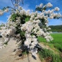하얀 배롱나무꽃 이야기