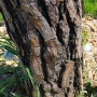소나무 수목 아바멕틴 유제 농약 주입하기.