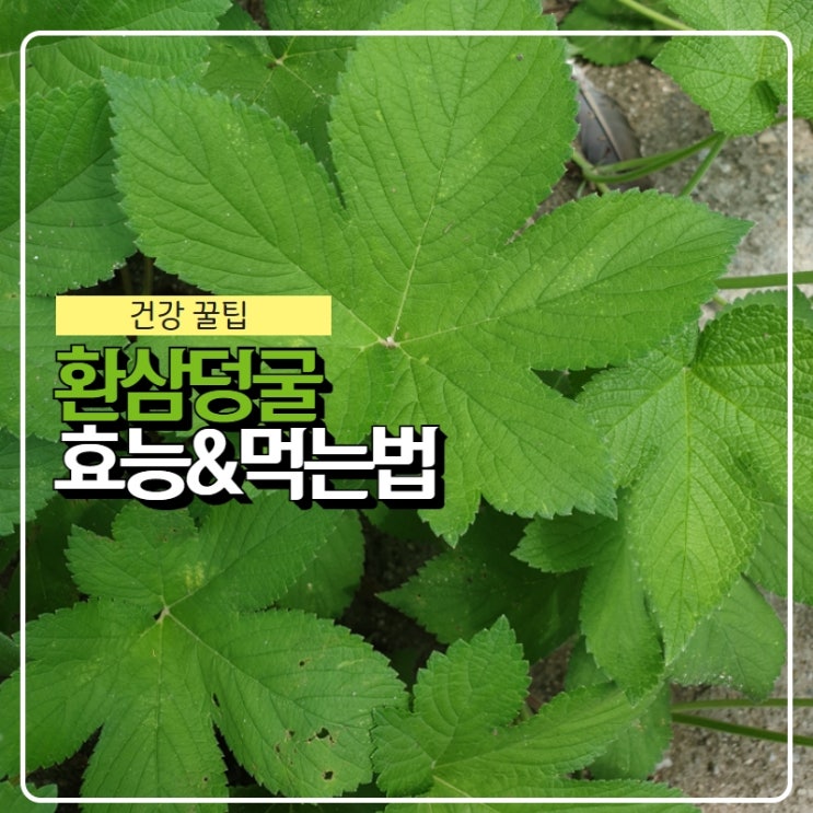 환삼덩굴 효능과 먹는법(한삼덩굴/율초) : 네이버 블로그
