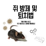 [쥐]- 쥐의 생태 및 방제 (쥐 방제가 필요한 이유)