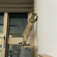 고양이가 뜯어버린 벽! 세컨드홈 풀바른벽지로 셀프 도배 도전!