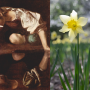 아뜰리에가율 향료 - Narcissus 나르시스 수선화