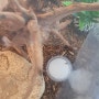 사슴벌레 키우기 -벌레 내돈내산