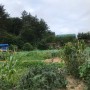 [일상] 부산 주말농장 텃밭가꾸기