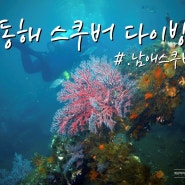 동해 스쿠버 다이빙 “남애 스쿠버 리조트” 이용 후기~!(양양)