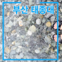 부산여행 - 태종대 (다누비열차 / 태종대해산물 )