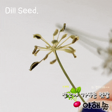 [수경] 허브 딜(Dill), 딜 꽃과 딜씨앗 채종까지~☆ : 네이버 블로그