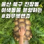 [울산 북구 진장동] 이색동물 분양하는 파충류샵 #와우펫앤쥬, 아이들과 다녀온 후기