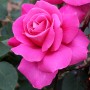 [식물 꽃] 우라라 장미 (Urara Rose)