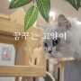 등촌 꿈꾸는고양이ㅣ세냥이 호텔링 3박이용 솔직후기